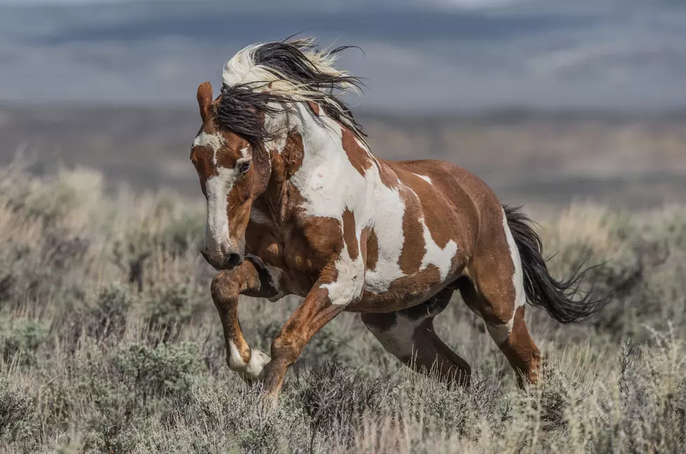 Look At These Stunning Pictures Of Famous Wild Mustang “Picasso”