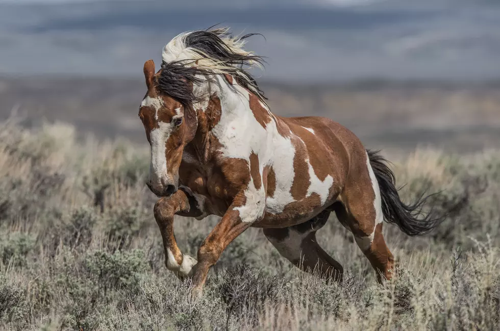 Look At These Stunning Pictures Of Famous Wild Mustang "Picasso"