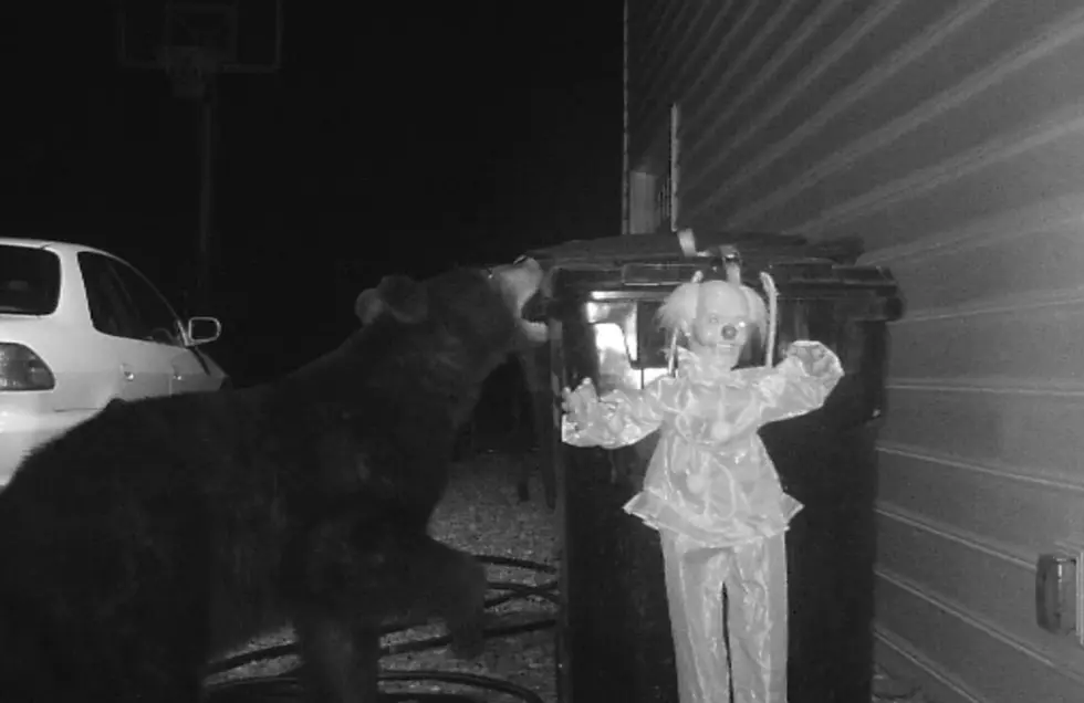 Watch a Bear Get Thwarted By a Killer Clown