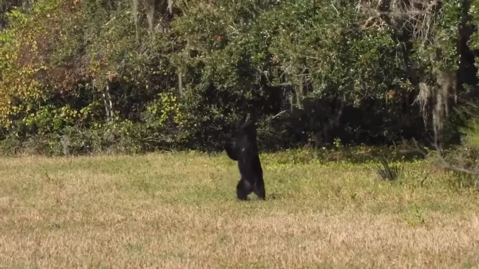 Here&#8217;s Video Proof that a Bear Really Can Jump