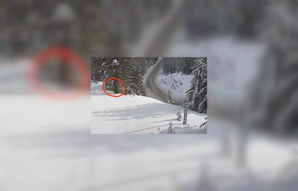 Washington State Thinks They Spotted Bigfoot on a Traffic Cam