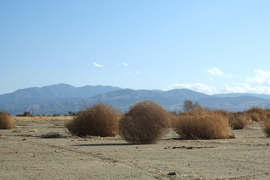 Tumbling tumbleweed is an invasive species