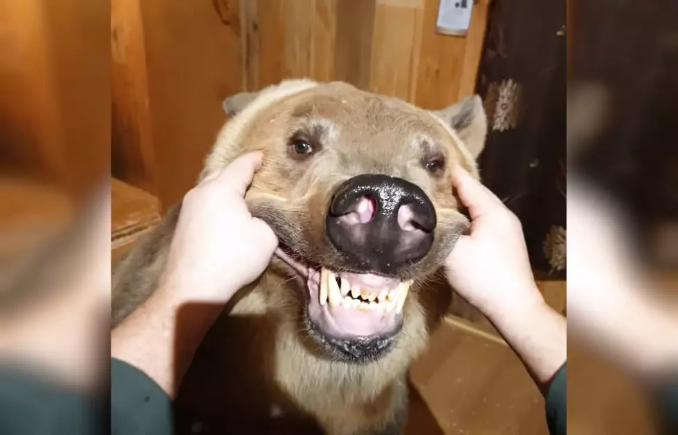 Watch a Bear Learn How to Smile &#8211; Really