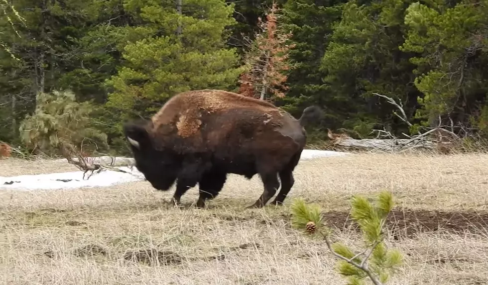 Passerby Notices Yellowstone Bison Partying With a Branch