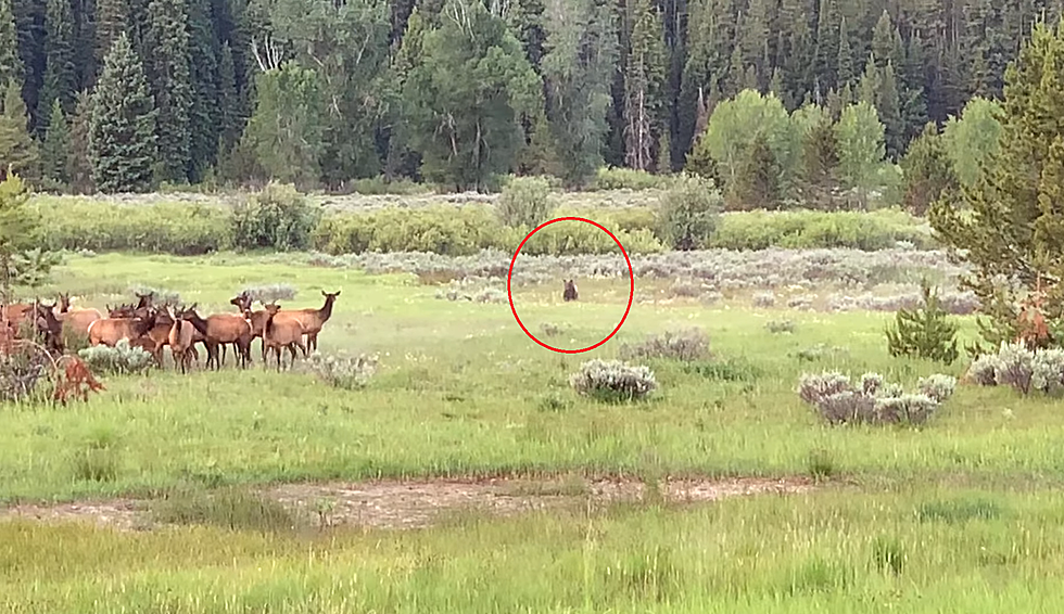 Video Shows a Young Grizzly Chasing an Elk Herd in the Tetons