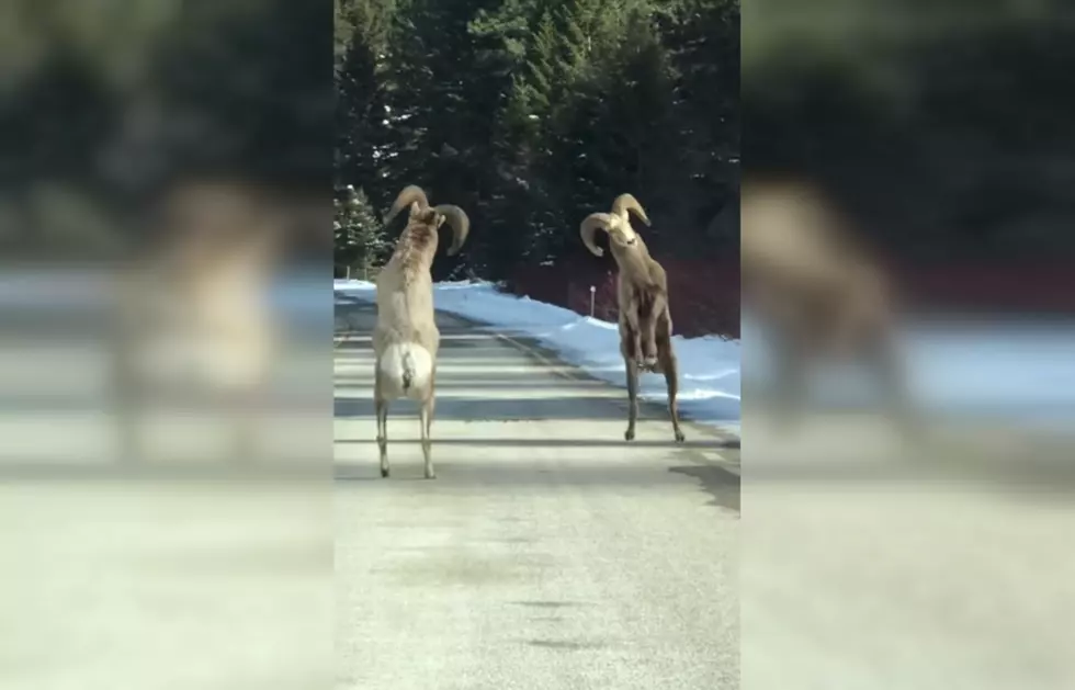Two Bighorn Sheep Showdown Causing a Montana Traffic Jam