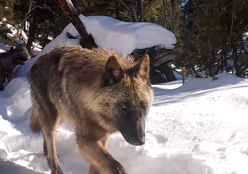 Watch A Yellowstone Wolf Lick a Trail Cam Like it&#8217;s Candy