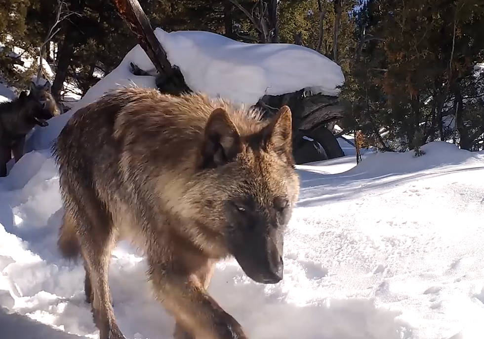 Watch A Yellowstone Wolf Lick a Trail Cam Like it’s Candy