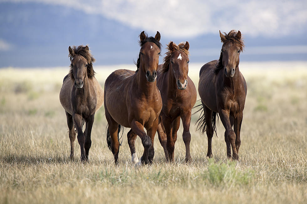 40 Wyoming Wild Horses to Be Up for Adoption