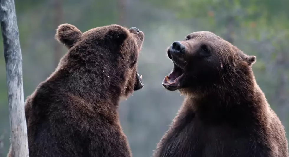 Watching 2 Bears Face Off For Dominance is Terrifying and Awesome