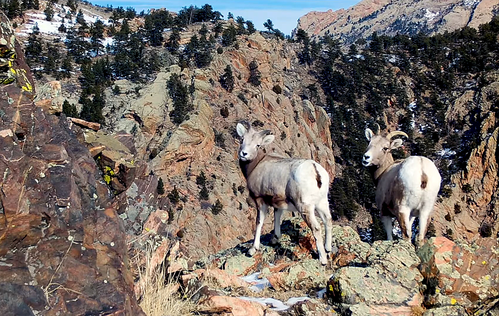 Watch Wyoming Wildlife Pose in Front of Laramie Peak Webcams