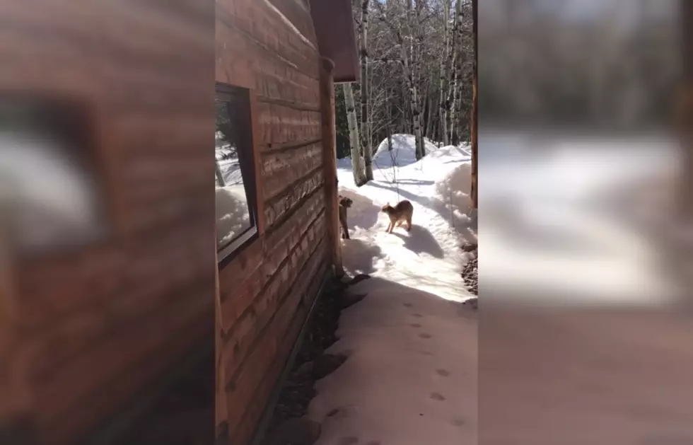 Watch a Kitten Stand Down a Wild Montana Bobcat