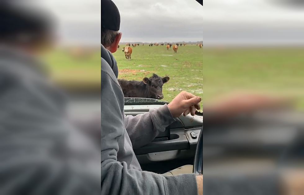 Watch a Farmer Hilariously Explain Social Distancing to Cows