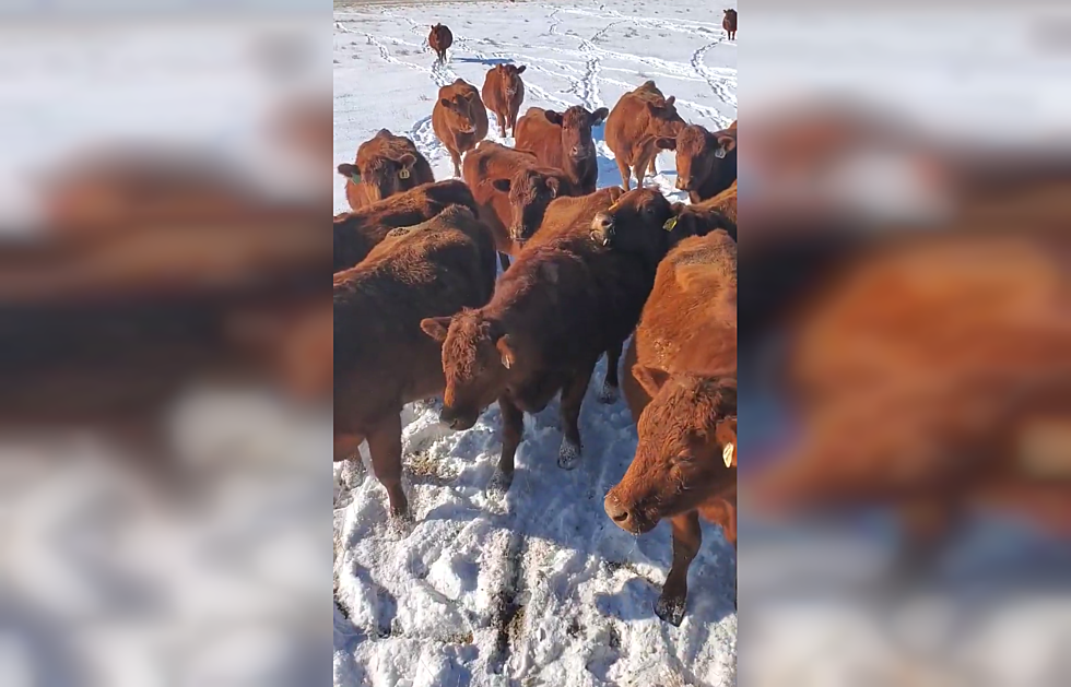 Watch a Rancher’s Inspired Calving Meeting with His Cows