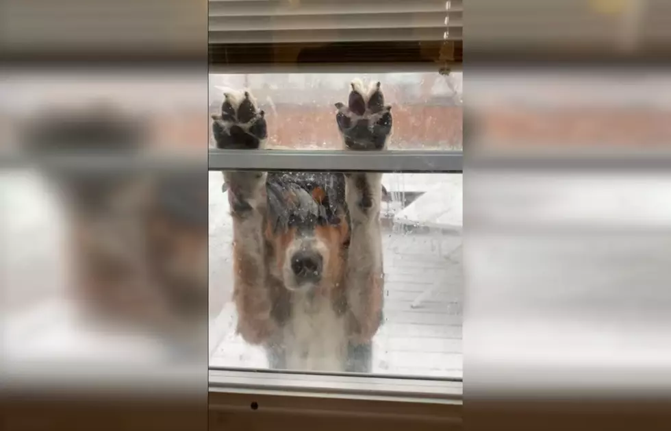 Dog Wants Outside Bad, Then Quickly Changes Her Mind