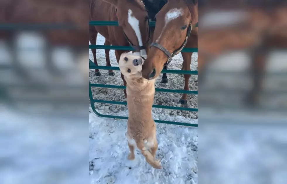 Watch Horses Choose This Dog as Their Best Buddy Ever