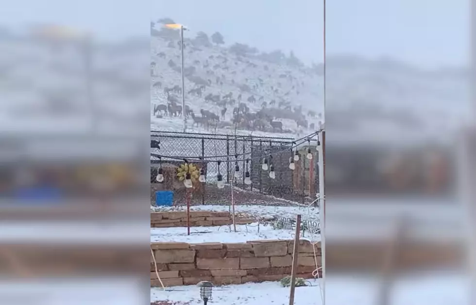 Colorado Family Finds Yard Taken Over By a Zillion Elk