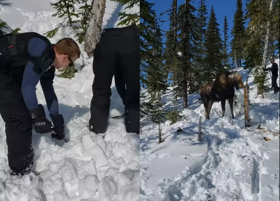 Watch Hero Snowmobilers Save a Moose Stuck in Deep Snow