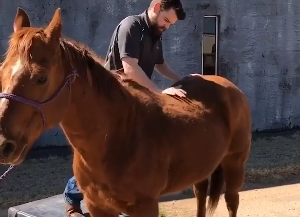 For Fun, Let’s Watch a Horse Get a Chiropractic Adjustment