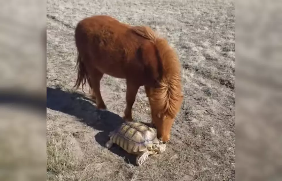 This Wyoming Pony and Tortoise are BFF&#8217;s and It&#8217;s Best Thing Ever