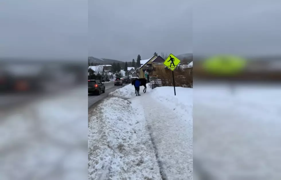 Watch a Lady Try to Pet a Moose in Colorado (and Lose)
