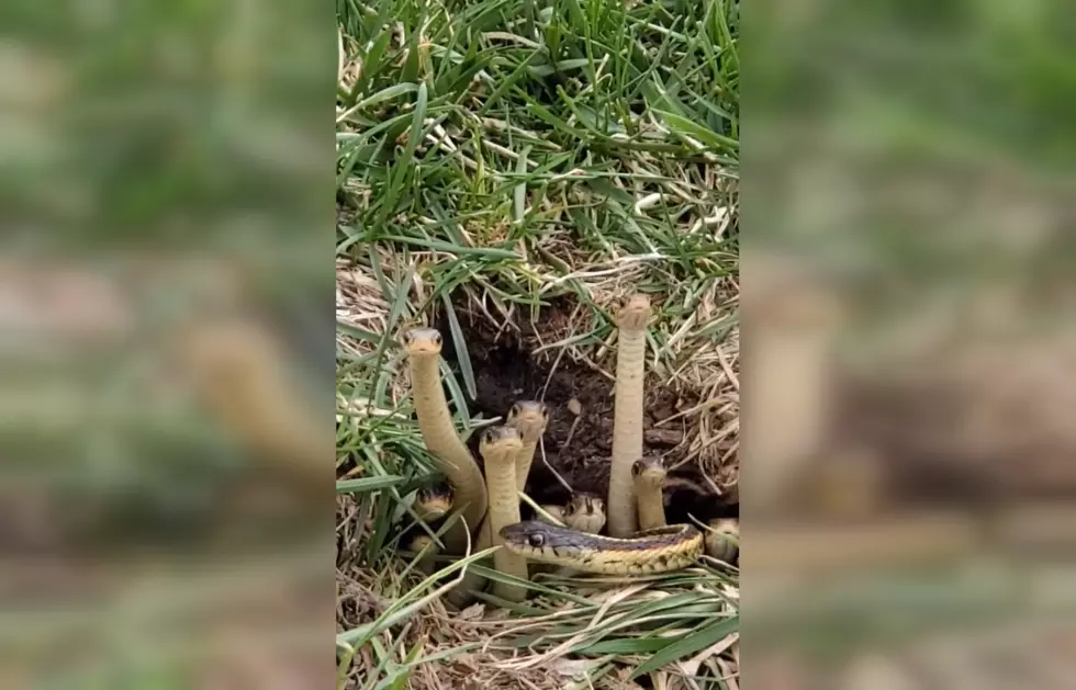 Watch These Baby Snakes Who Are Not Practicing Social Distancing