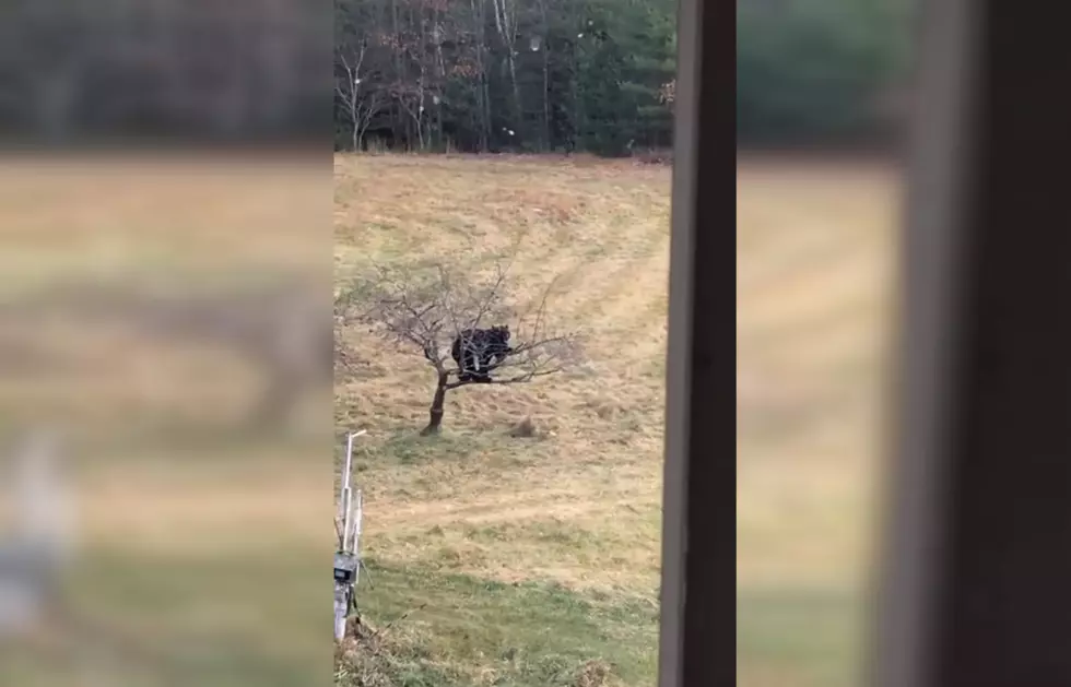 Lady Surprised to Find a Bear in Her Apple Tree