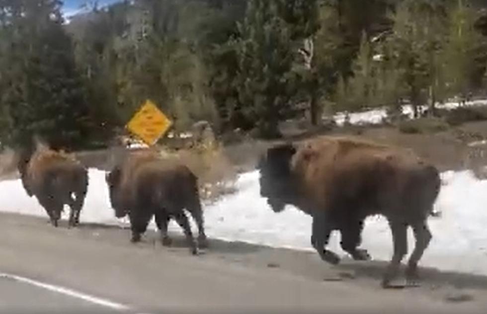 WATCH: Bison Running On Wyoming&#8217;s North Fork Highway