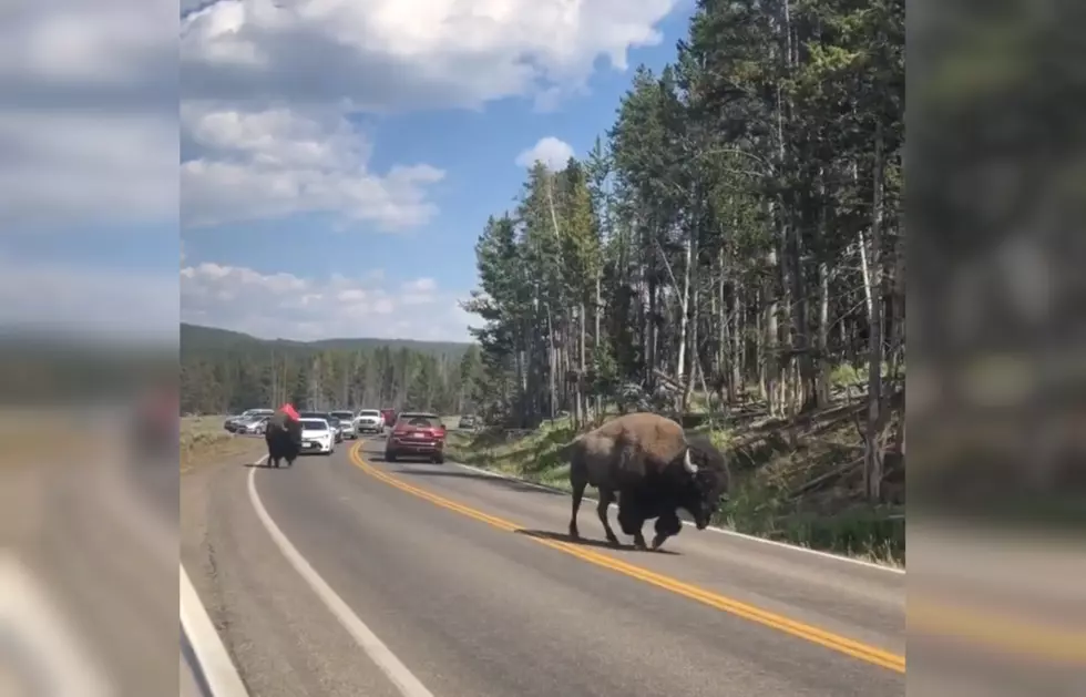 This Makes Me Miss the Bison Traffic Jams at Yellowstone