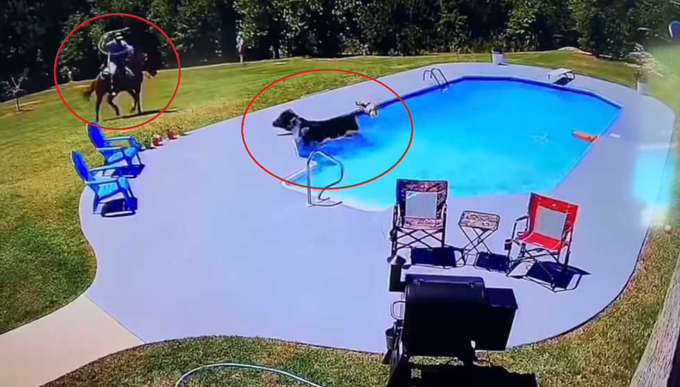 Watch a Cowboy Rescue a Cow From a Pool (w/Redneck Play-by-Play)