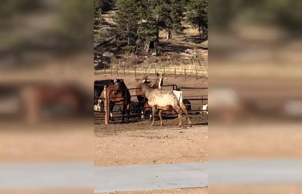 Watch an Elk Stop By to Say Hello to Horses in Estes Park