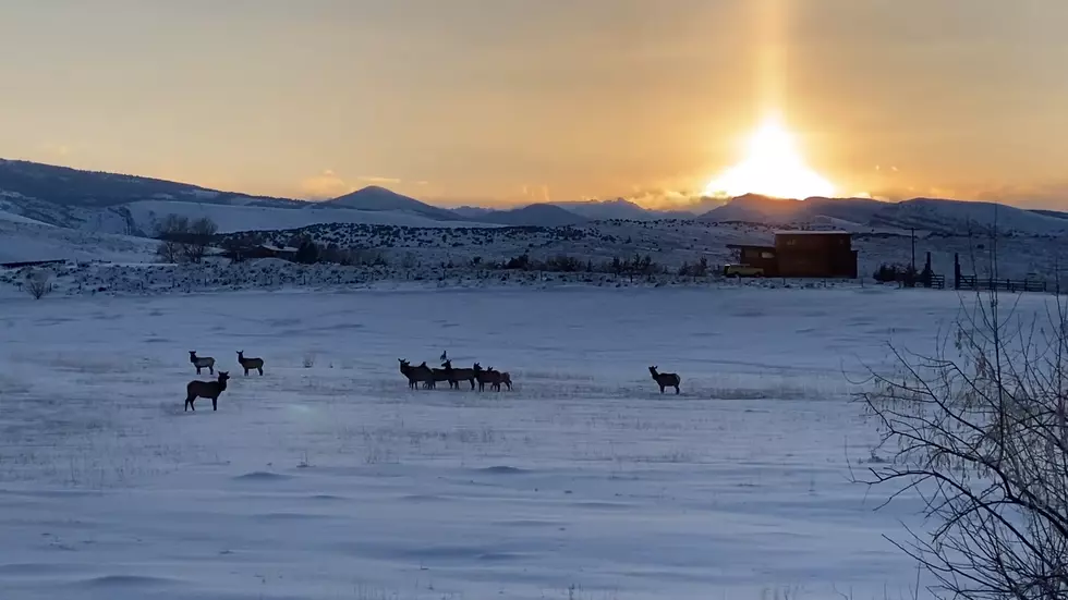 Lander Family Discovers 100 Elk Grazing in Their Backyard