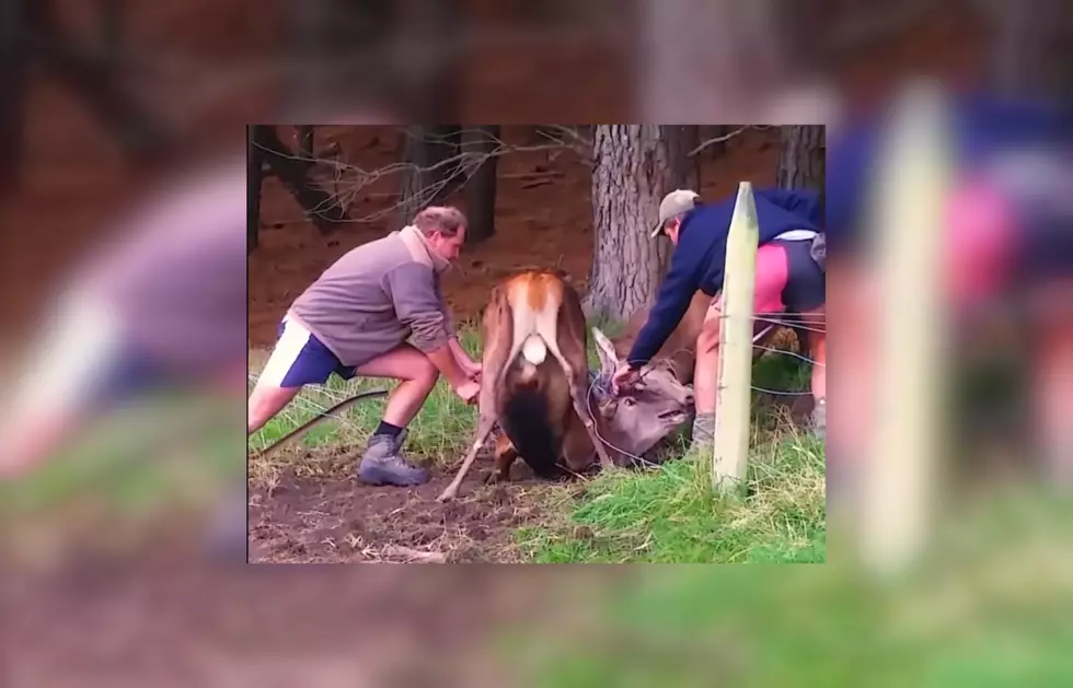 Watch Hero Farmers Separate 2 Bucks Who’s Antlers are Stuck