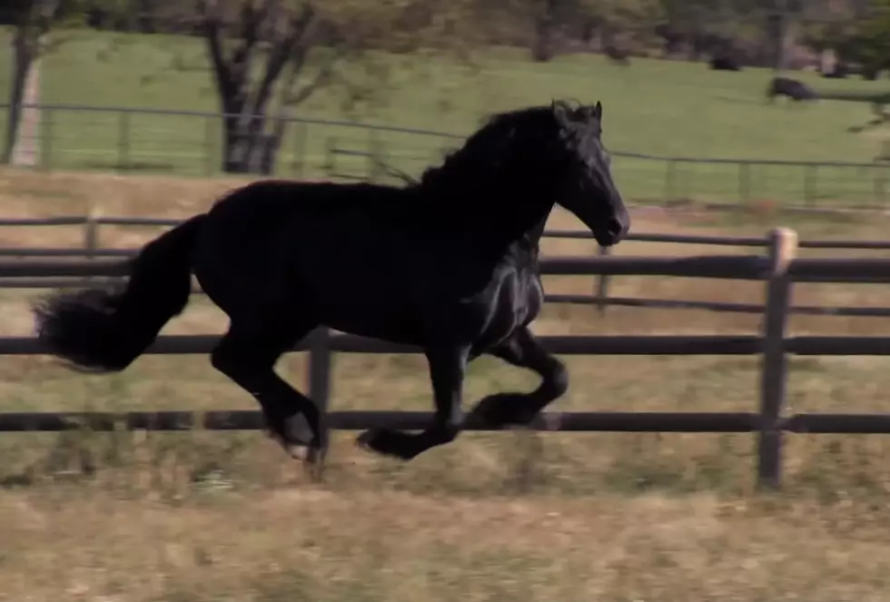 Internet Says This is The Most Handsome Horse on Earth