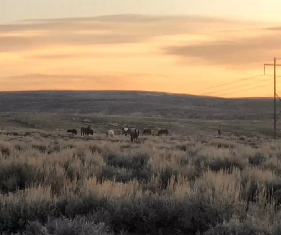Watch: Gorgeous Video Of Wyoming Wild Horses At Sunrise