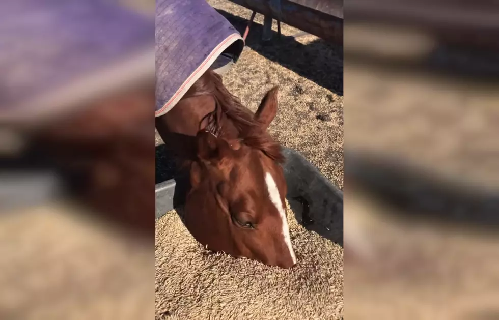 Watch a Horse Do His Own Version of Quarantine Eating