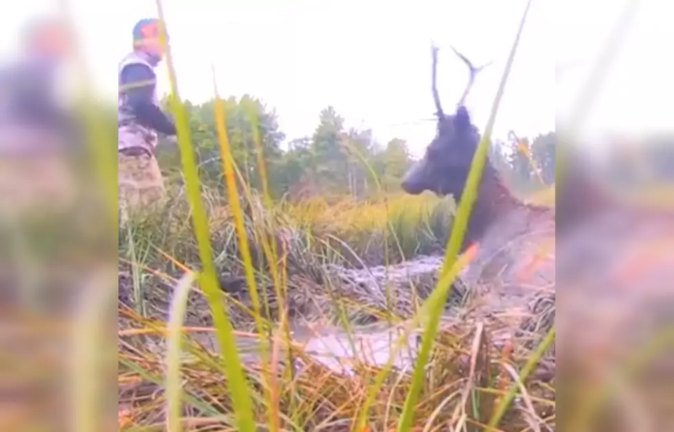 Watch Brave Hunters Rescue an Elk Stuck in the Mud