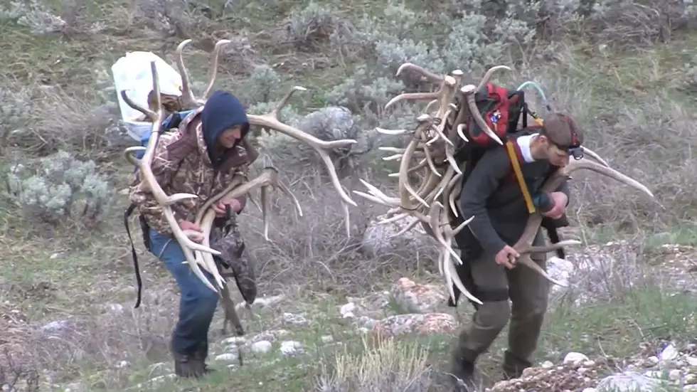 New Regulations For Wyoming Shed Hunters Are Now In Effect