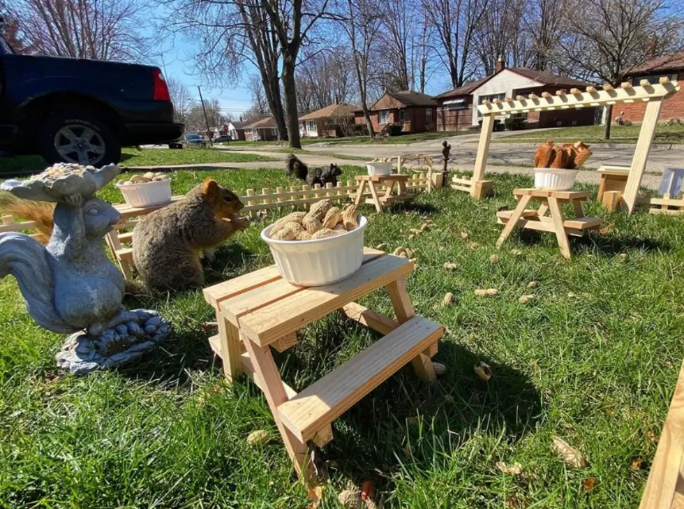 LOOK: Man Builds A Mini Restaurant For Neighborhood Squirrels