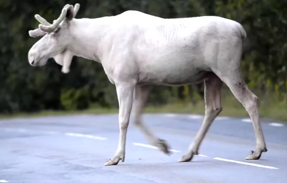 Oh Look, Here&#8217;s Video of a Rare White Moose