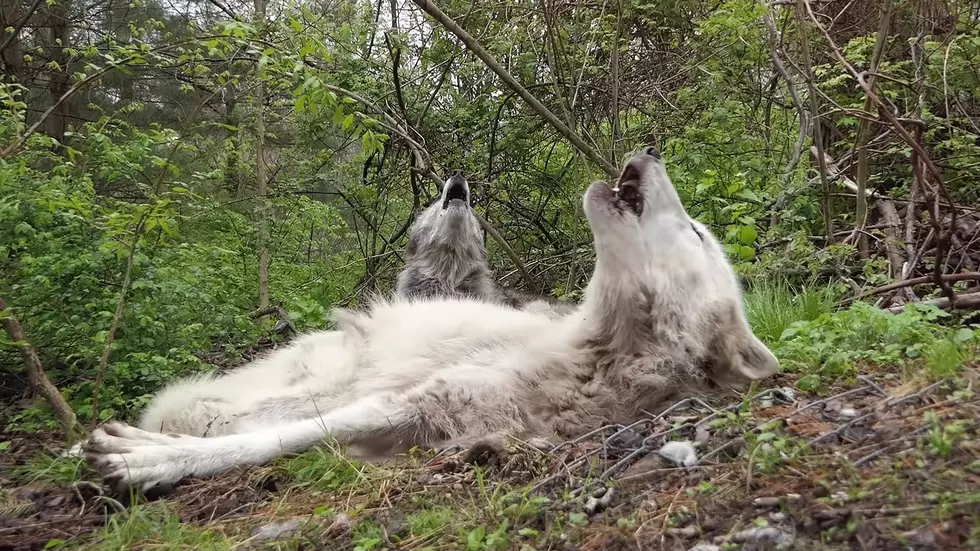 Watch 2 Lazy Wolves Show Howl for Casper How It’s Done