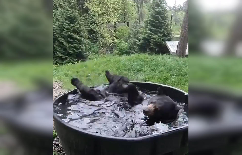 We Wish We Were as Happy as This Bear Playing in a Tub