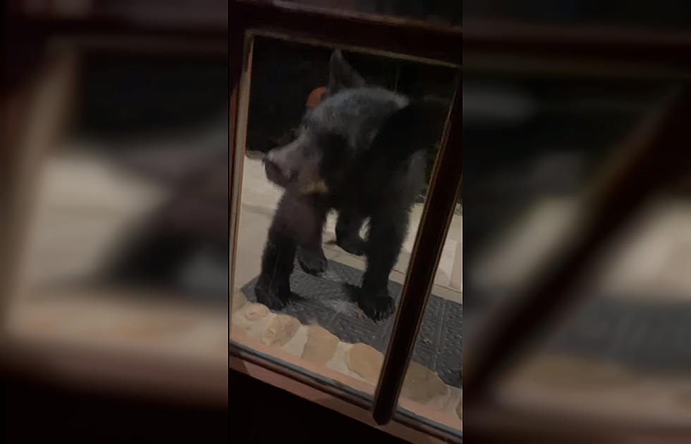 Touron Decides to Feed a Bear, Watches Cute Turn to Ferocious