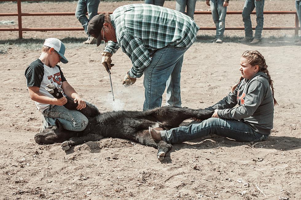 In Wyoming, Branding Isn&#8217;t Just About The Cattle