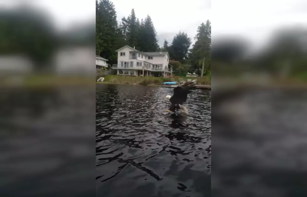 Two Fishermen Make the Mistake of Fishing Near Bald Eagles