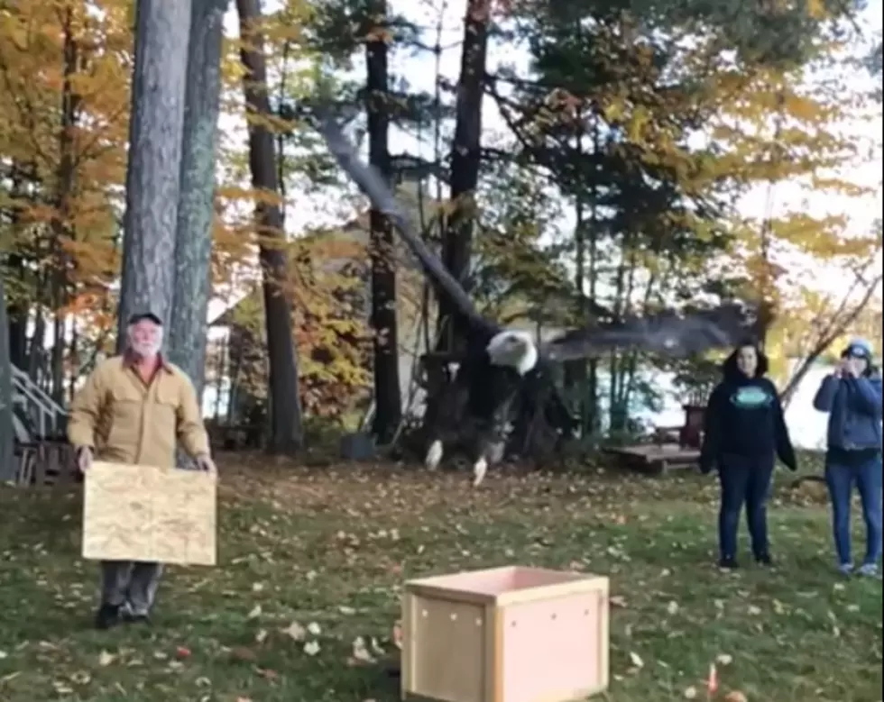 WATCH: This Eagle Being Released Is What We All Need Right Now