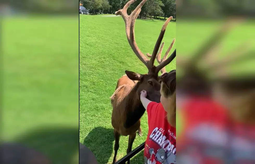 Watch a Girl Get a Surprise Birthday Visit from a Huge Elk