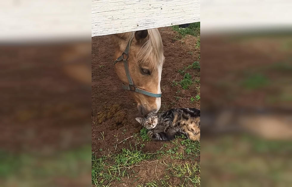 This Cat Hates People, But Loves His Horse