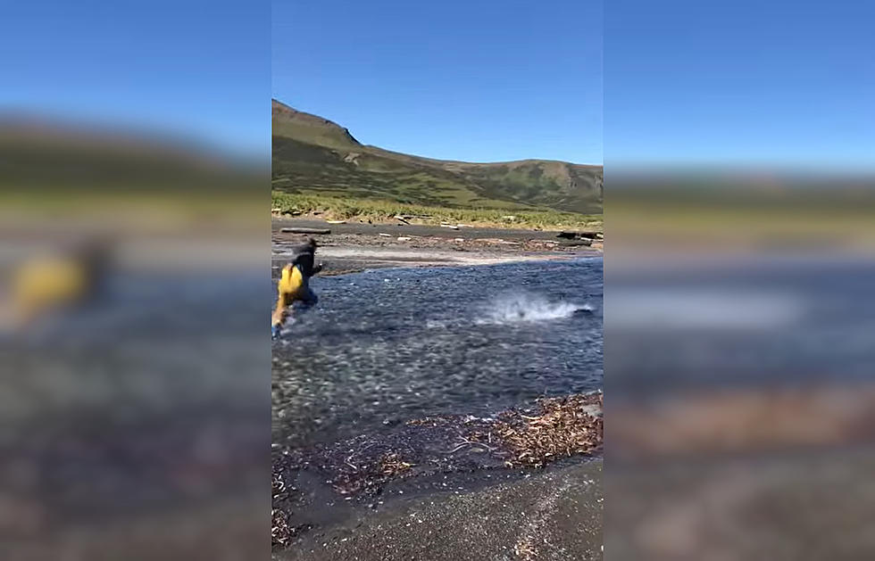 Father Convinces Son to Chase Salmon Upstream, Hilarity Ensues