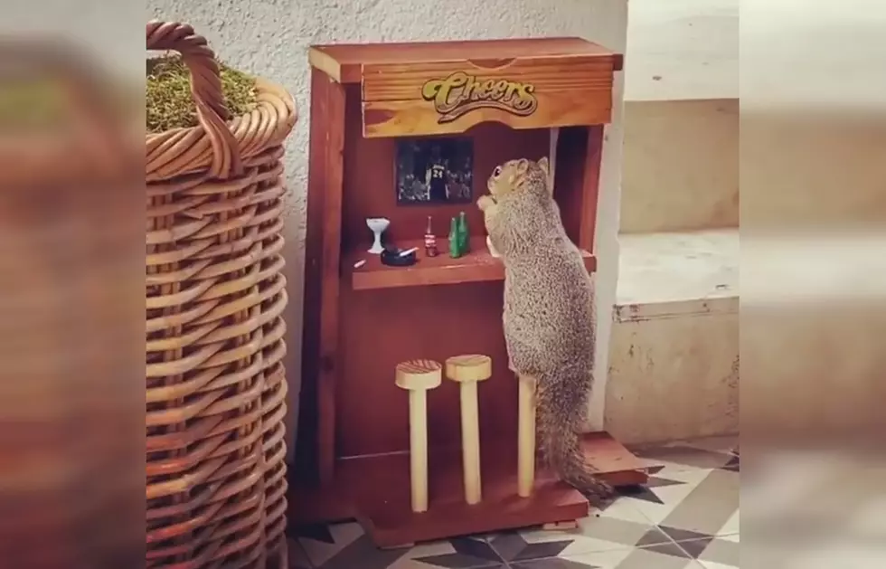 This Super-Genius Made a Cheers Bar Stool for a Squirrel